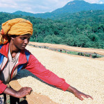 Sun drying coffee beans