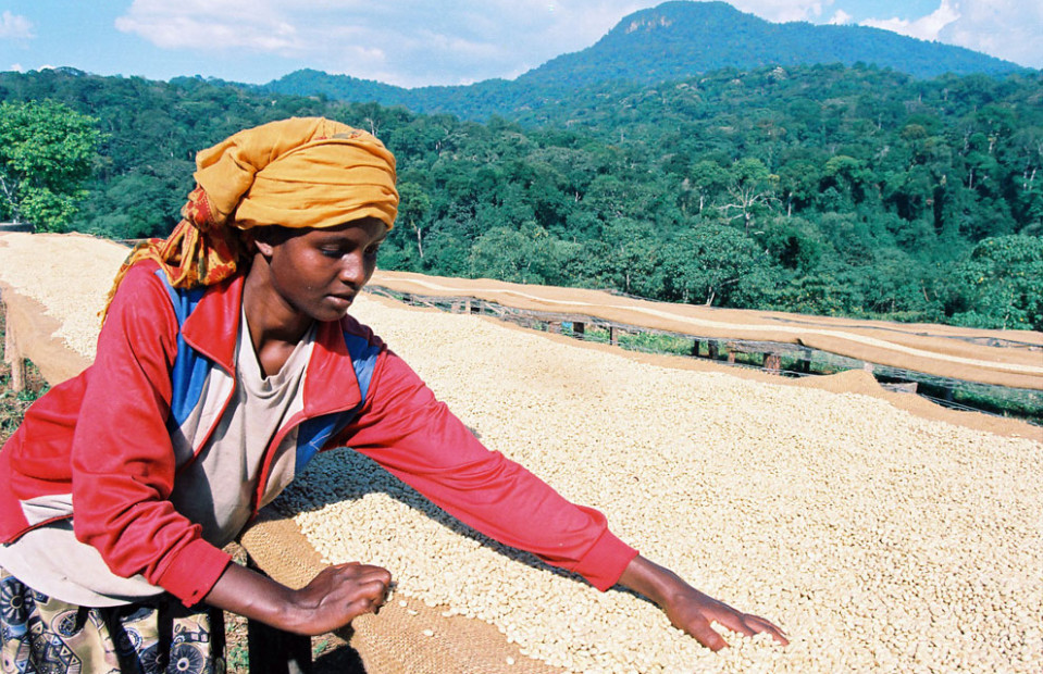 Sun drying coffee beans