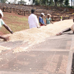 Collecting dried coffee beans.