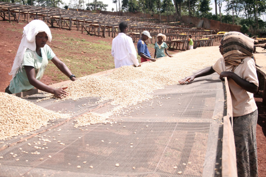 Collecting dried coffee beans.