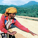 Sun Drying Coffee Beans